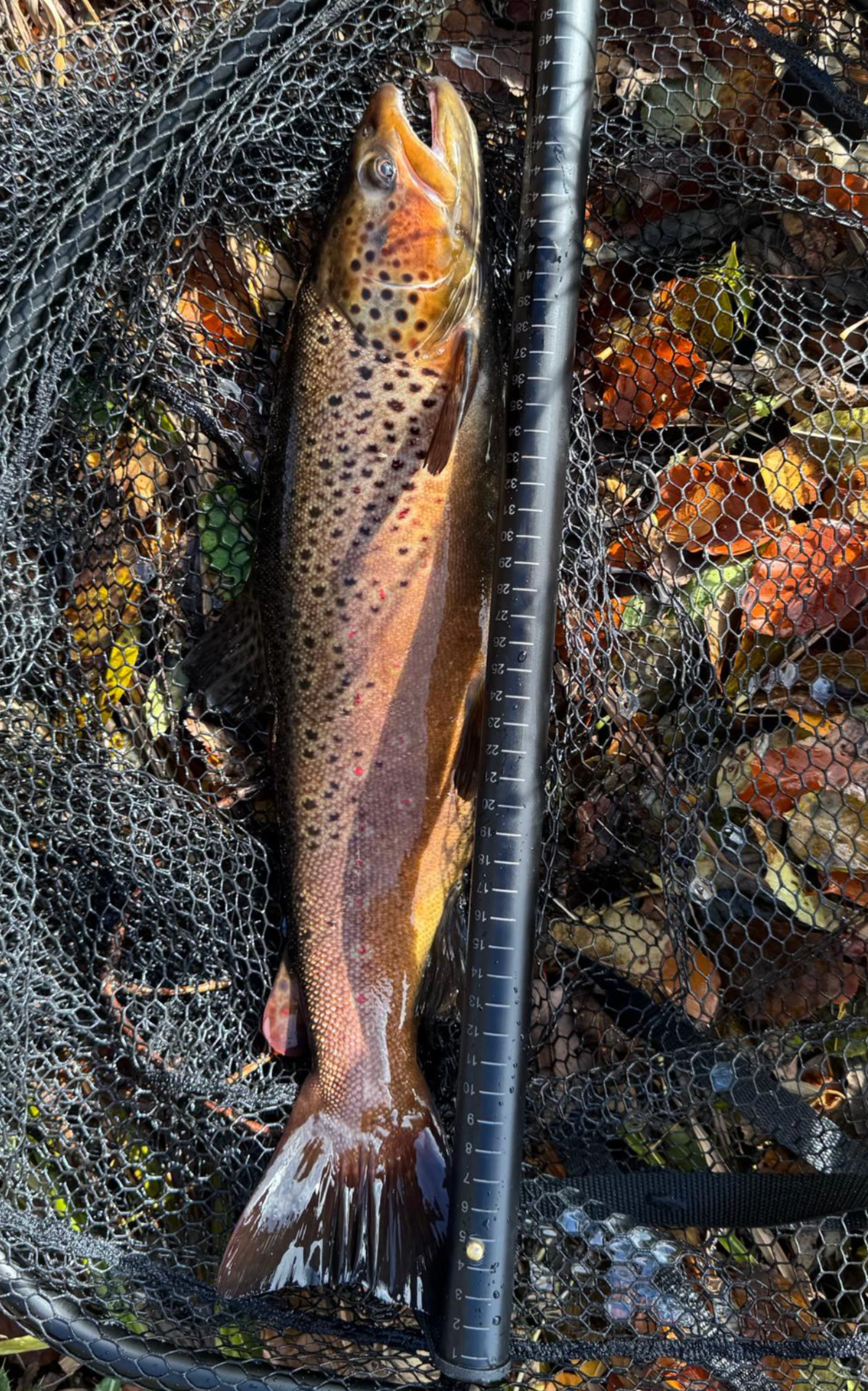 trout