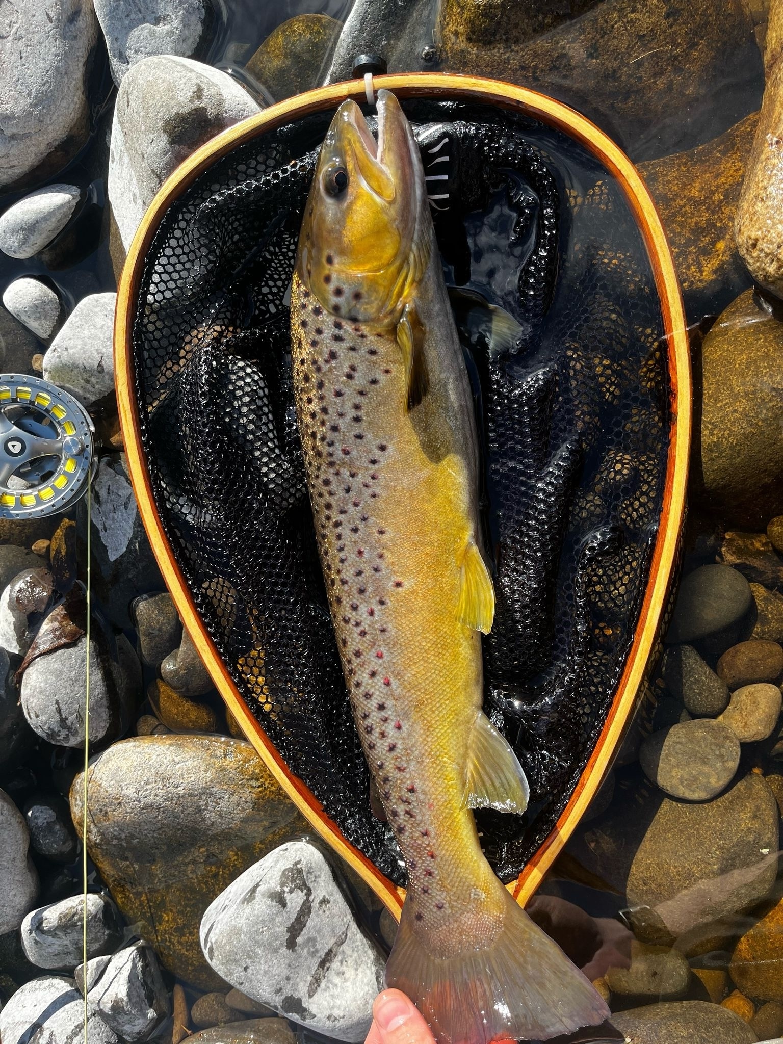 Brown trout close-up with fly inset